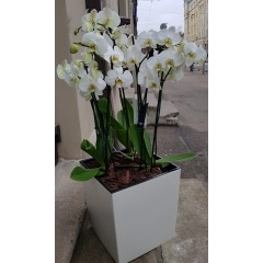 Орхидеи в цветочном горшке
